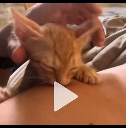 القط الصغير  thumbnail