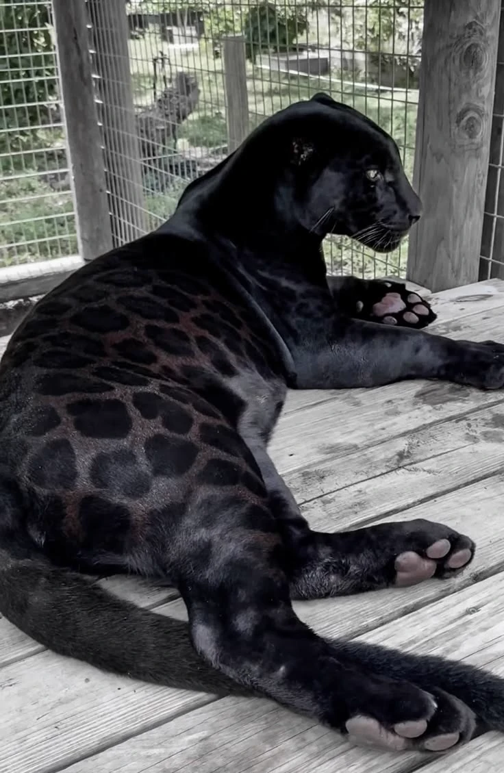 The black tiger thumbnail