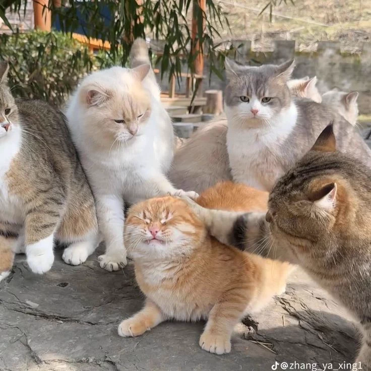 Cats thumbnail