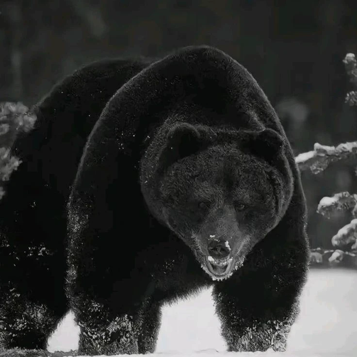 The Dominant Bear thumbnail