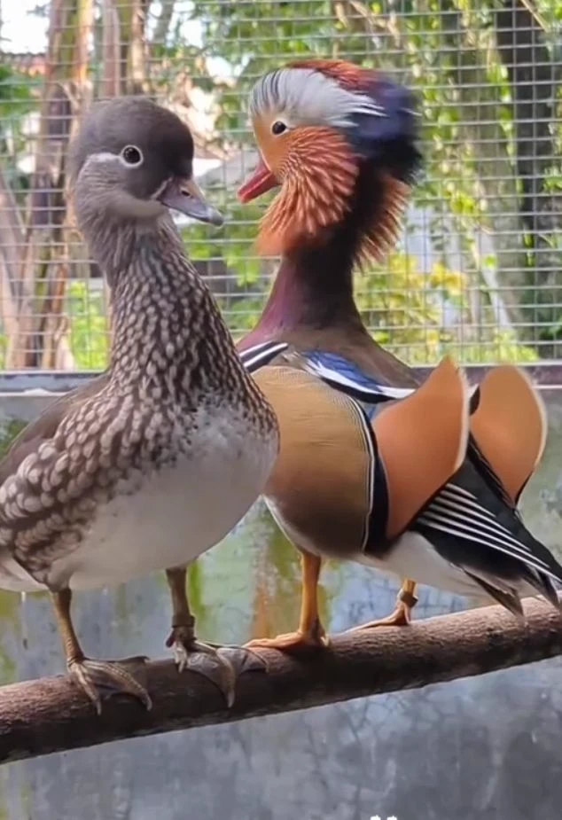 Duck thumbnail