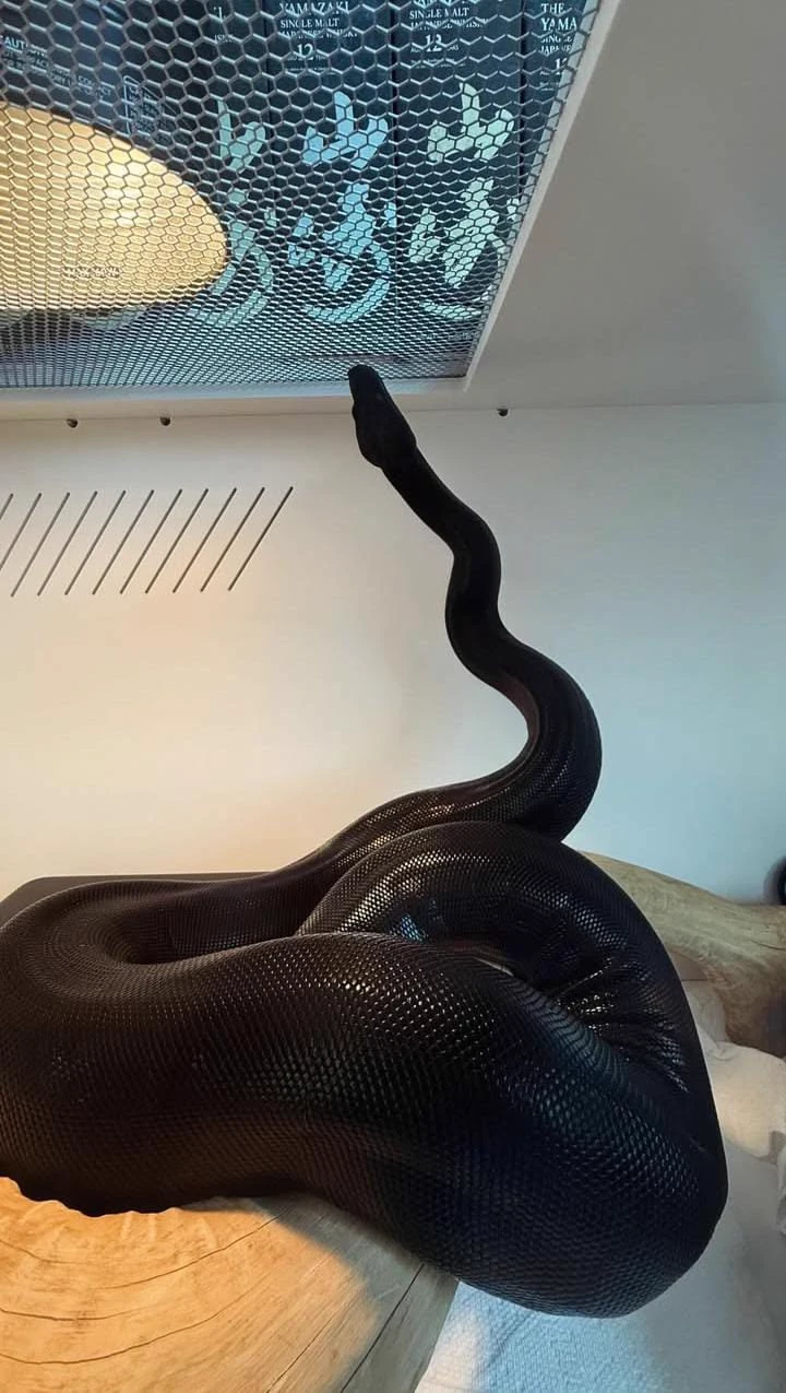 The black snake thumbnail