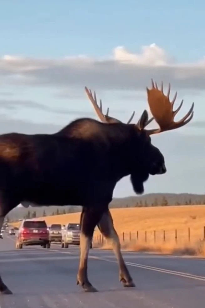 The giant moose is the largest deer on Earth thumbnail