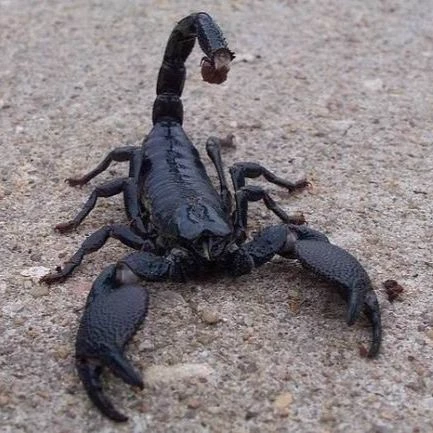 Imperial scorpion thumbnail