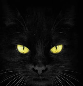 Emo, depressed cat thumbnail