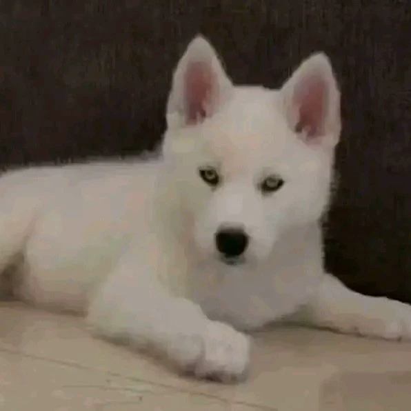 Jeji