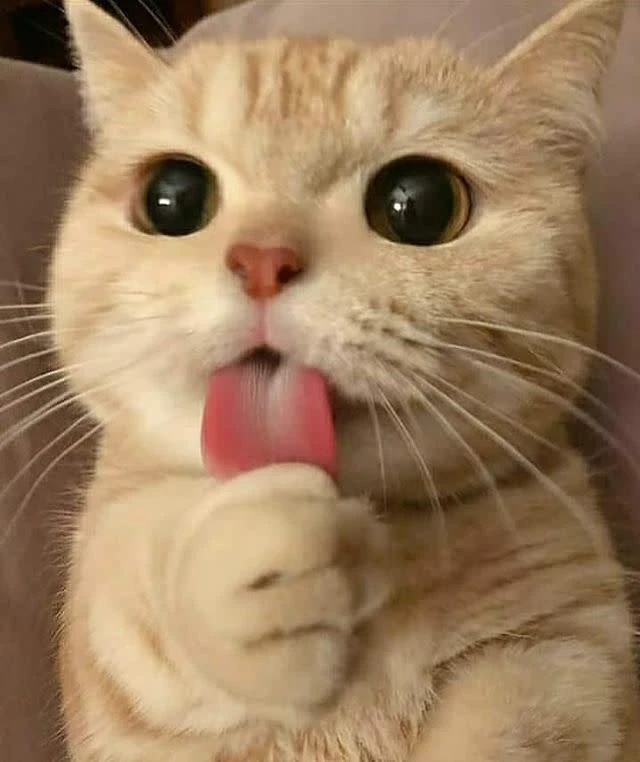 kitty thumbnail