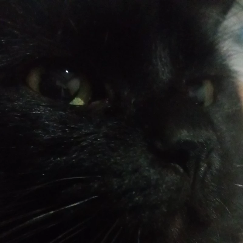 Dani