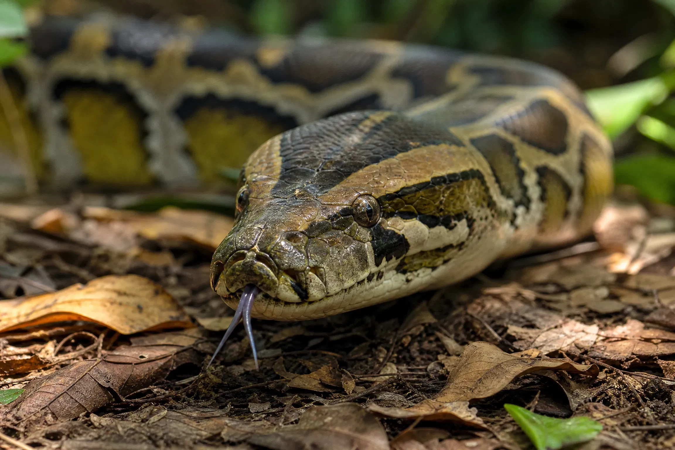 Python in the junglr thumbnail