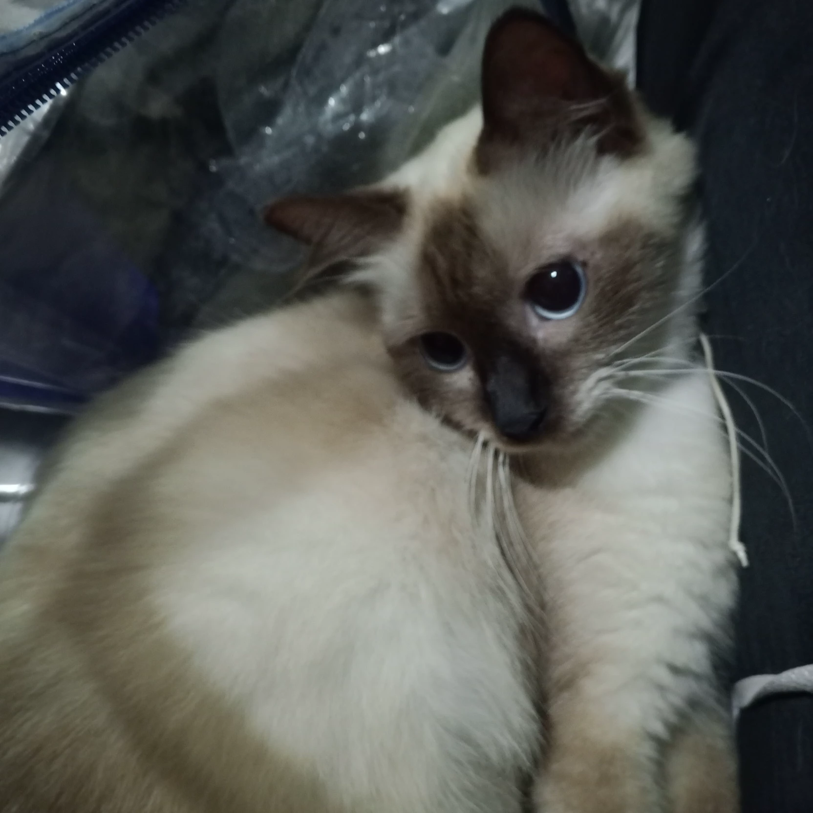 Aulia