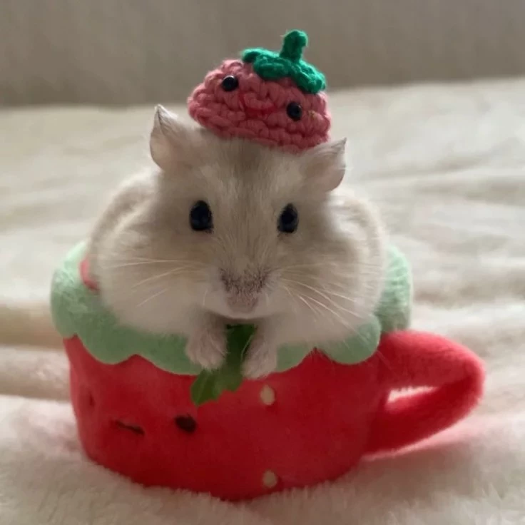 ꒰ঌᰔᩚ໒꒱