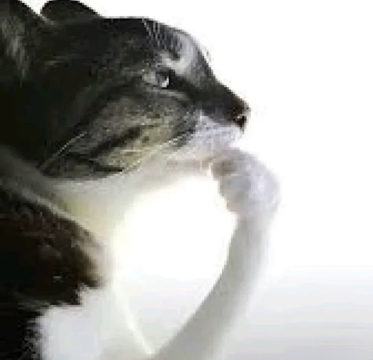 Gato pensando  thumbnail