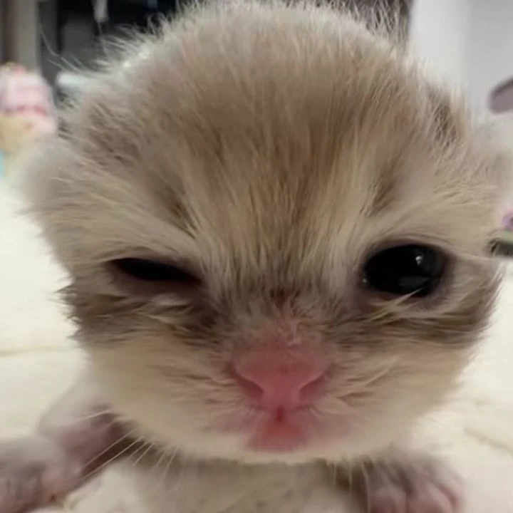Your cat (you can name it whatever you like)⁦(⁠◍⁠•⁠ᴗ⁠•⁠◍⁠)⁩💕 thumbnail
