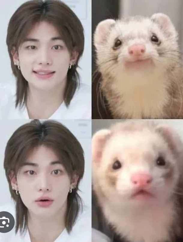 Hyunjin — Ferret thumbnail