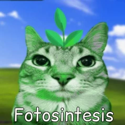 Ecological cat thumbnail