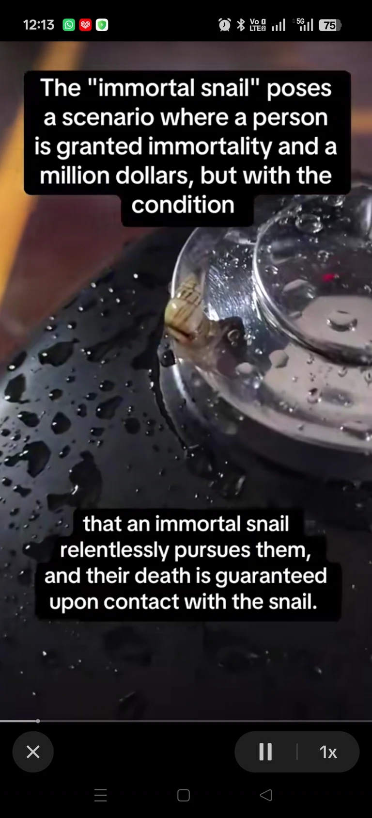 the immortal snail thumbnail