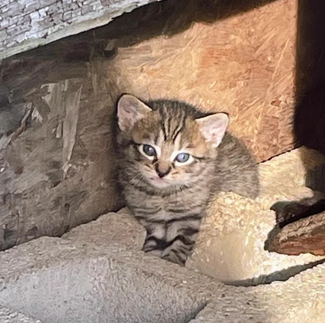 Cat life thumbnail