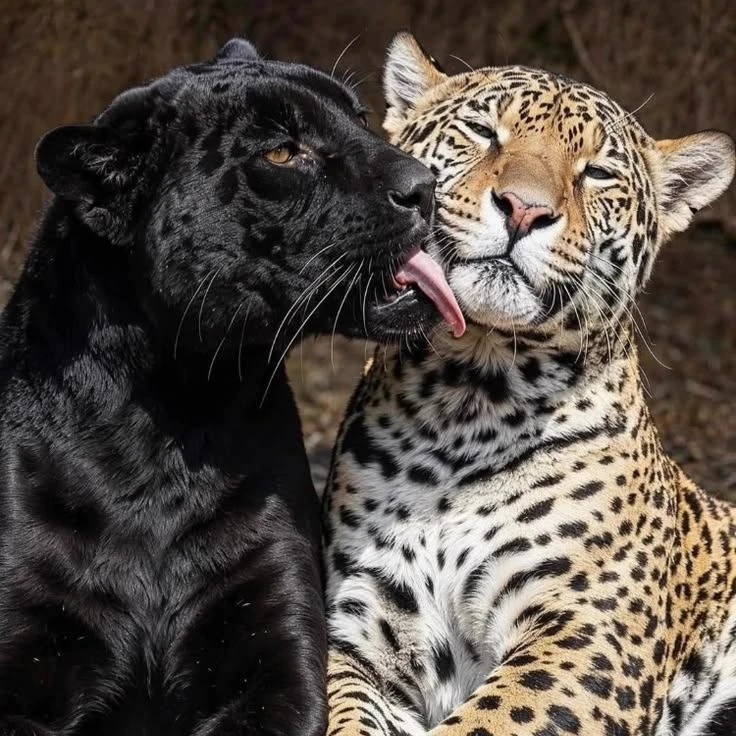 Hybrids of Panther and Snow Leopard thumbnail