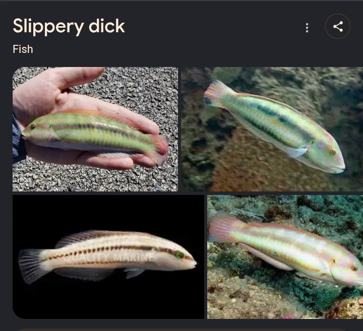 Slippery Dih fish thumbnail