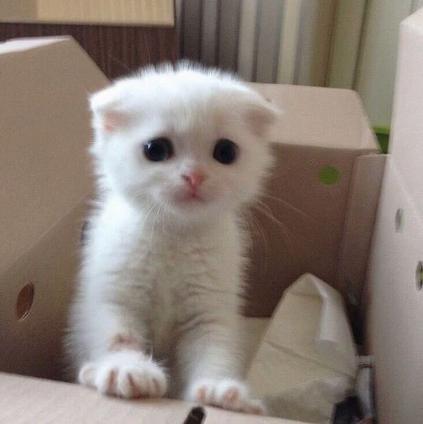 ♡gatito♡ thumbnail