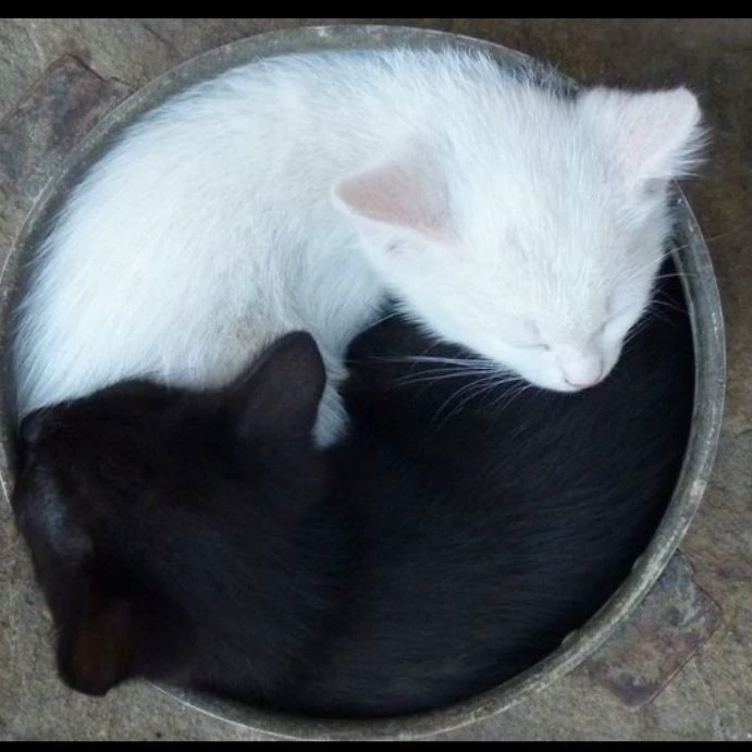 yin and yang cats :) thumbnail