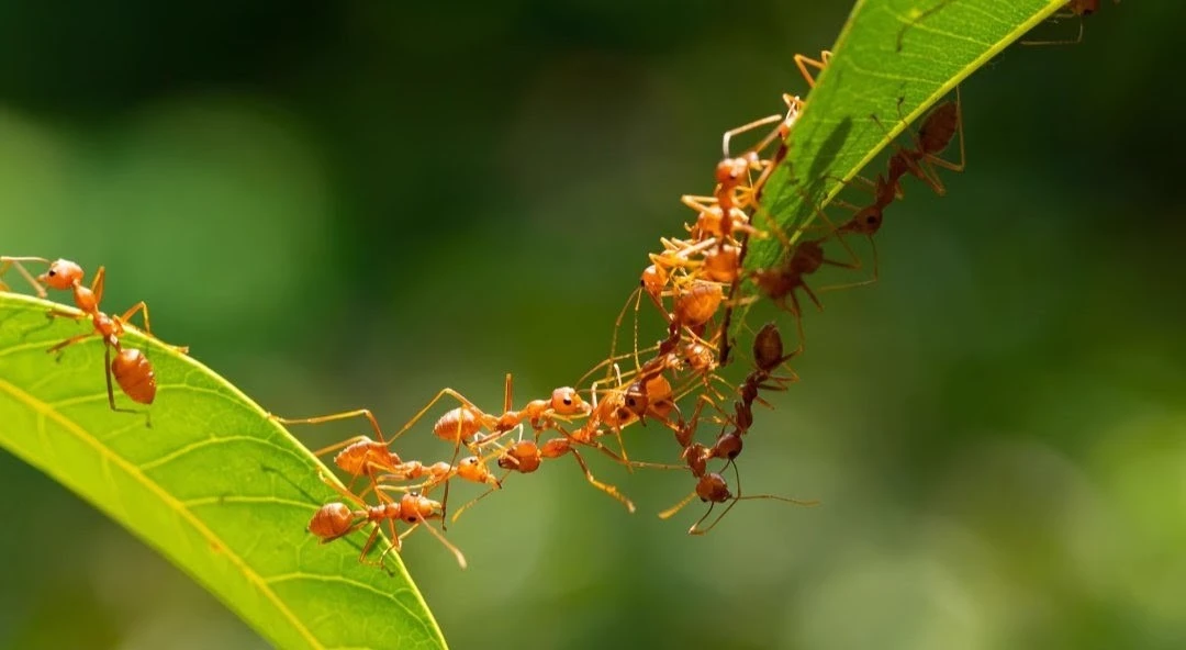Weaver Ants thumbnail