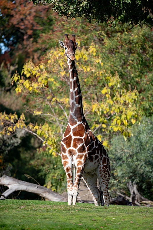 giraffe thumbnail