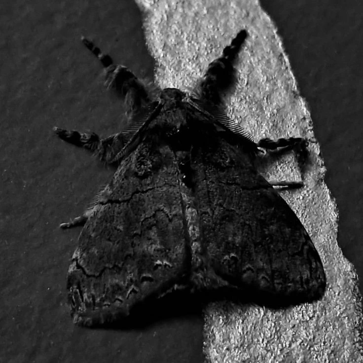 RavenMoth_34