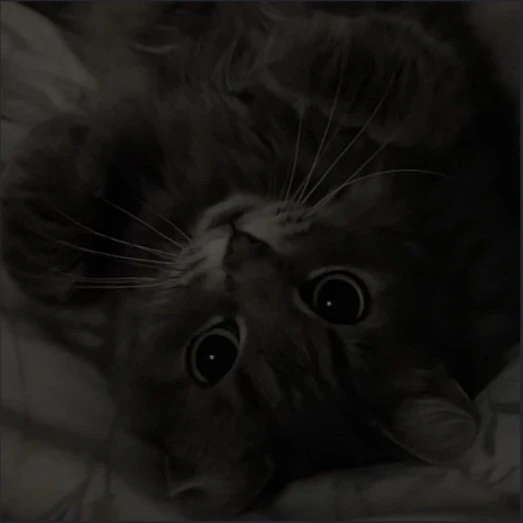 bunbun