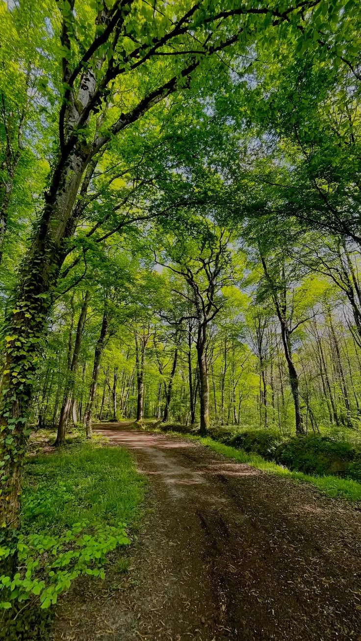 A Forest thumbnail