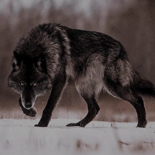 Wild Wolf thumbnail
