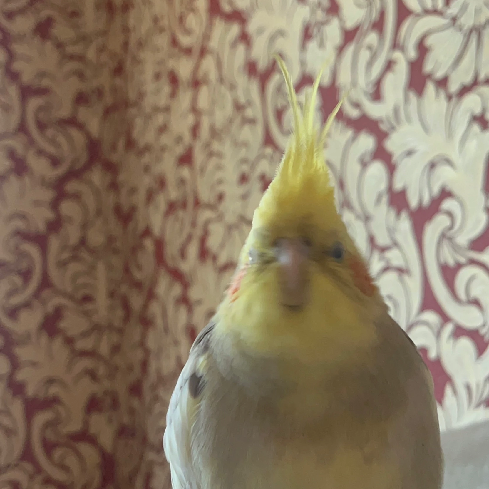 bishka thumbnail