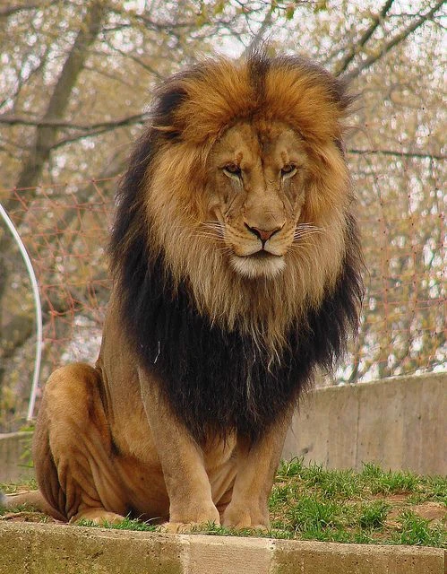 male lion \| your father thumbnail