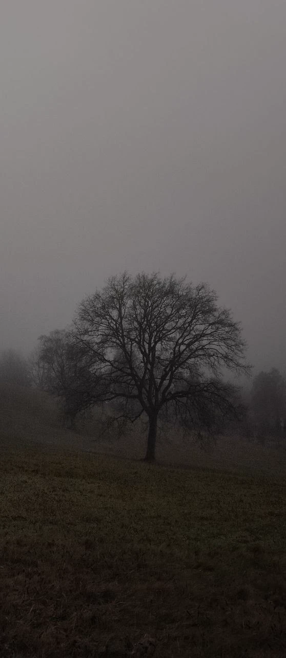 You are lost in the solitude of the forest until you find her. thumbnail