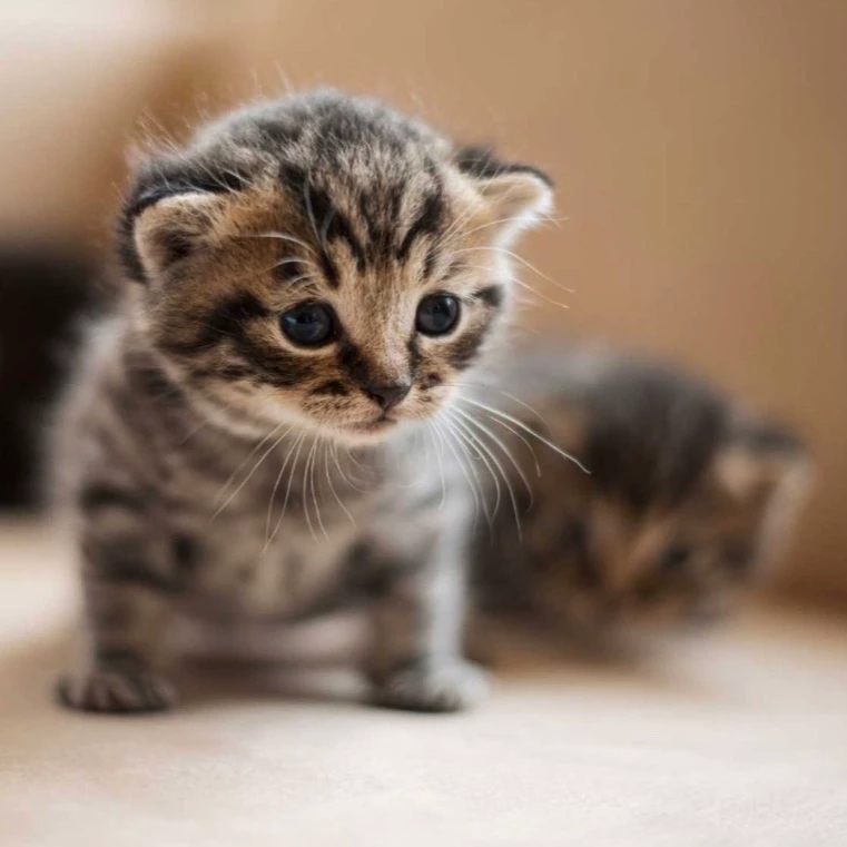 You are a kitten :) thumbnail