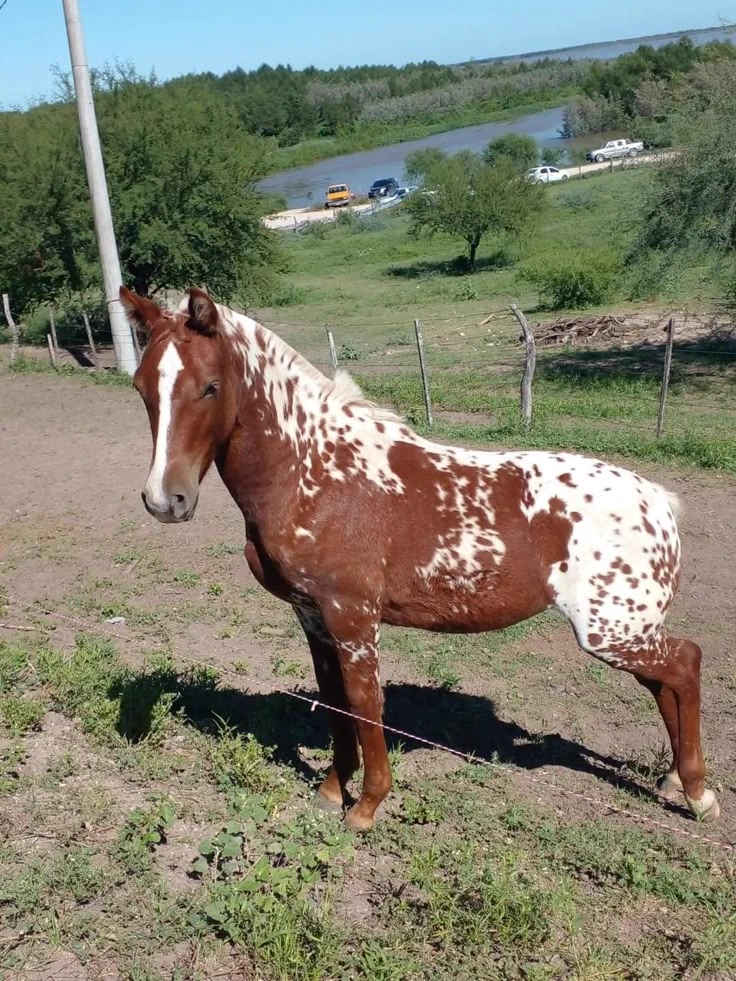 🐎Wild Mare🐎 thumbnail