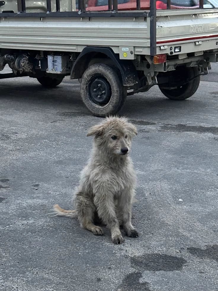 🐕Abandoned Little Dog🐕 thumbnail