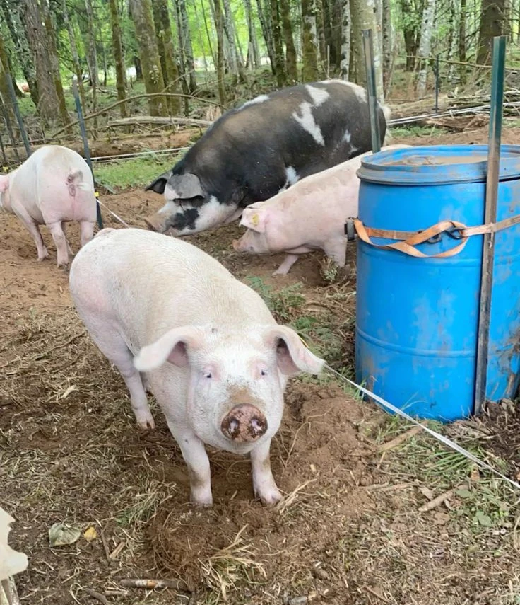 🐖PIGS🐖 thumbnail