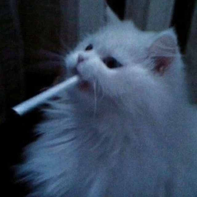 виви