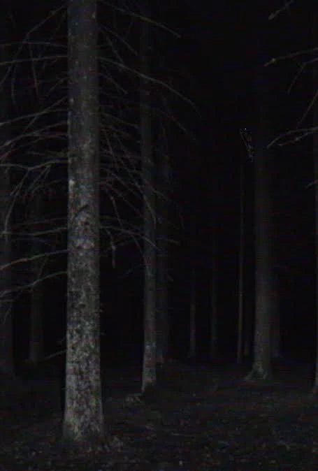 Lost in Forest thumbnail