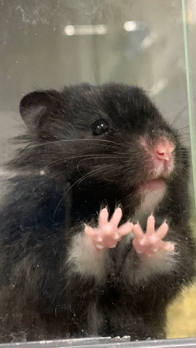 Hamster🐹 thumbnail