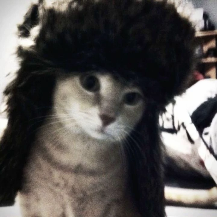 Cat thumbnail