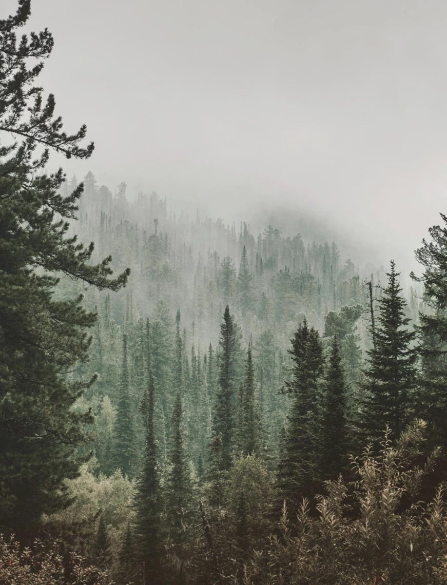 🌲Lost in the woods🌲 thumbnail