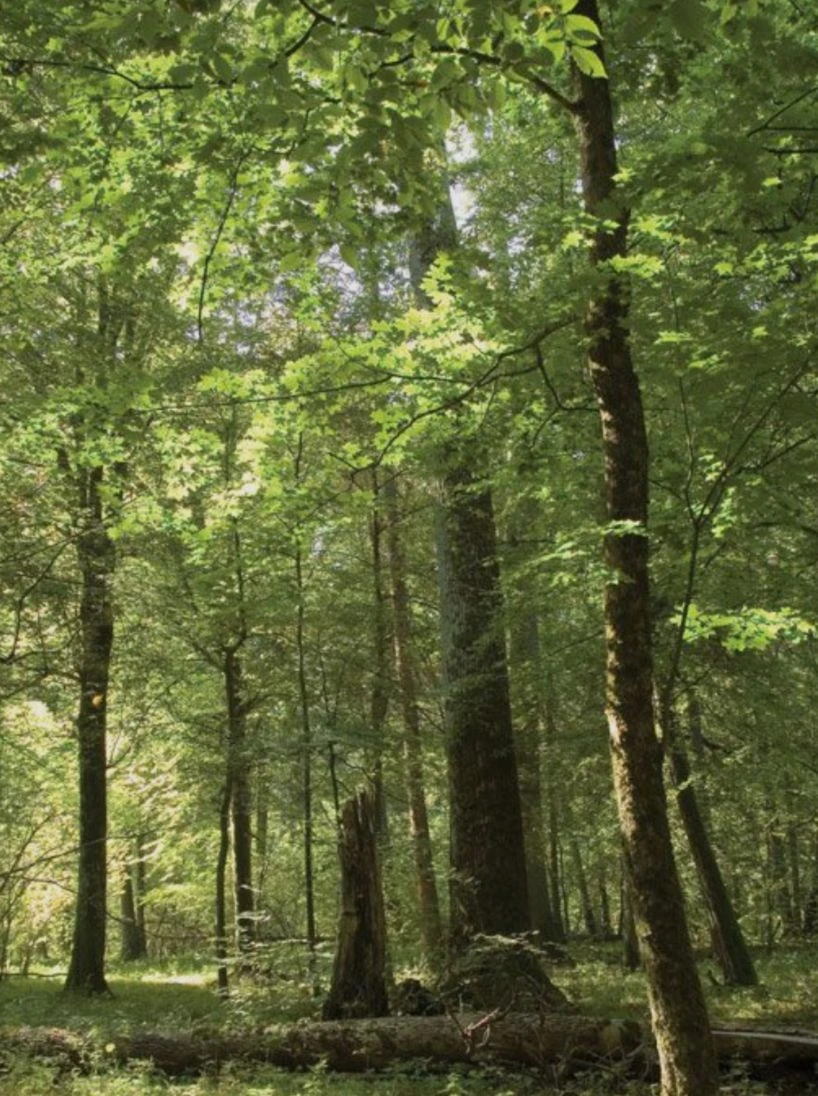 Lost in the woods thumbnail