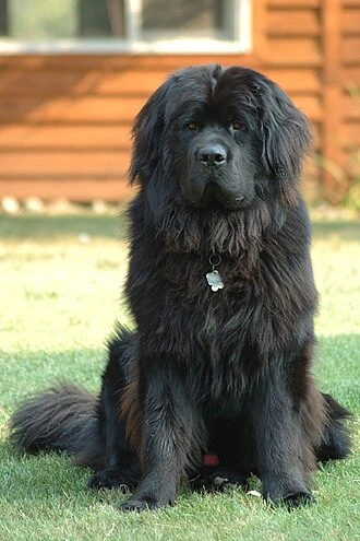 -🐶🦴 NEWFOUNDLAND DOG 🐶🍕- thumbnail
