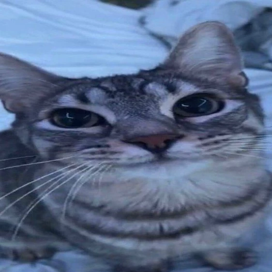 Meow
