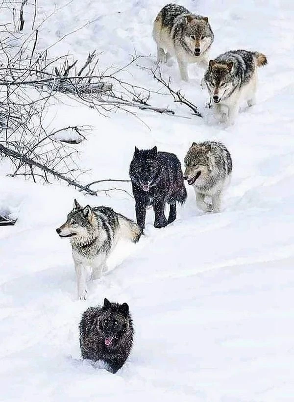 Female Wolf Pack thumbnail