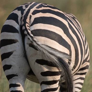 TransverseStrippedZebra