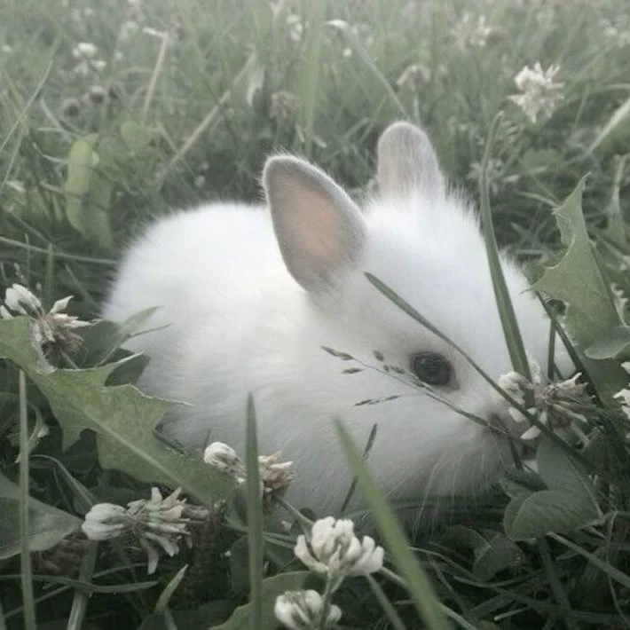Bunny
