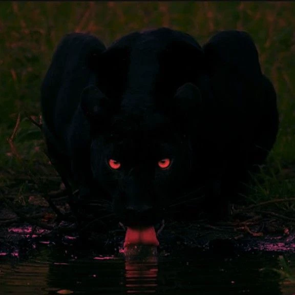 black panther  thumbnail
